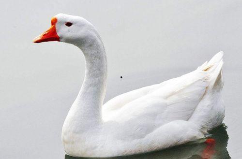 网红大鹅吃瓜视频下载,带你领略萌宠美食新风尚