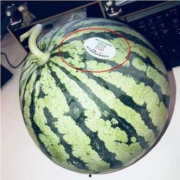 网红吃瓜 合集,盘点那些爆笑、惊悚、感人的瞬间